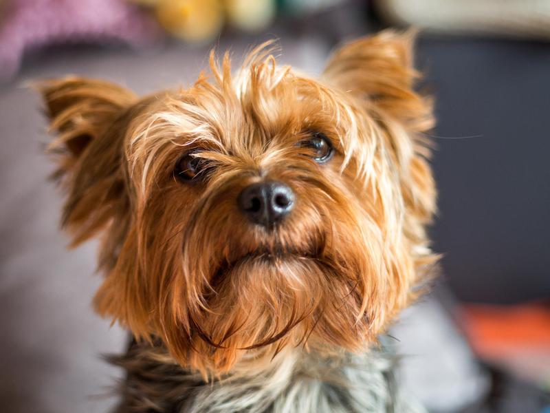 dog-profile